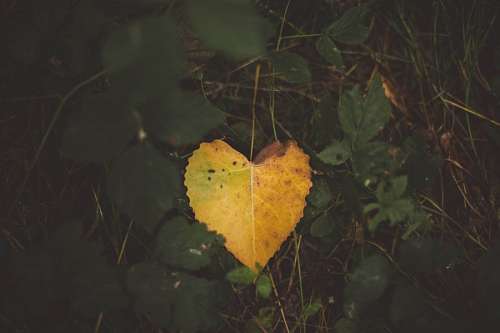 unique Yellow leaf with heart shape