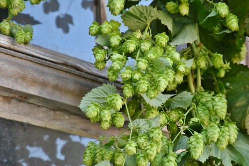 bitter Fresh Hop