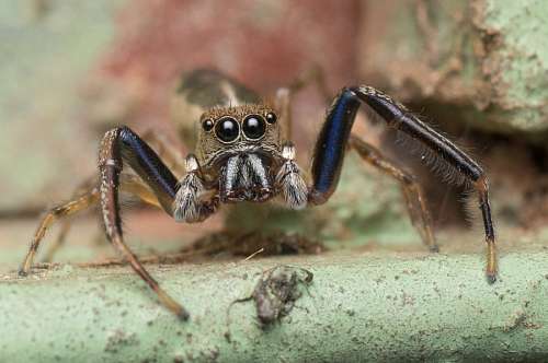 Spider