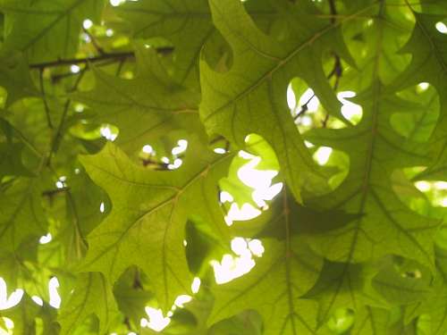Sheets, Texture, Textures, Tree, Green 
