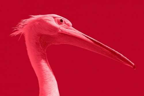 flamingo Pink Flamingo