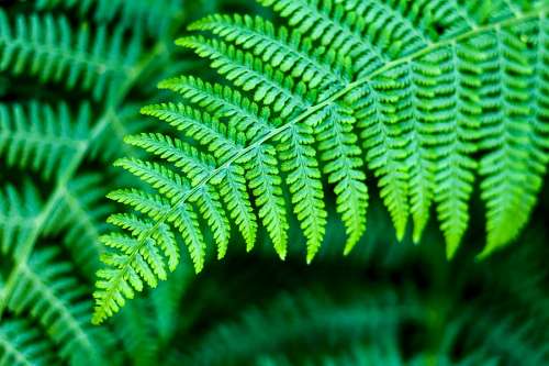 fern
