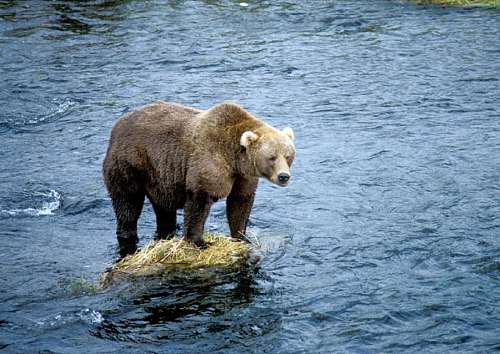 grizzly-bear grizzly bear