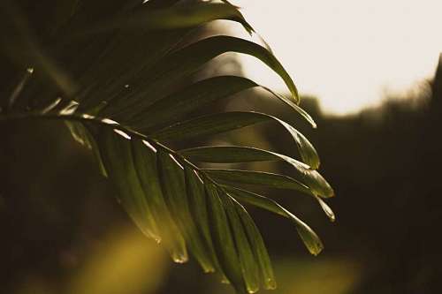 Tropical palm leaf
