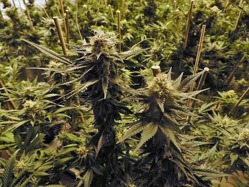 illegal-entry Marijuana