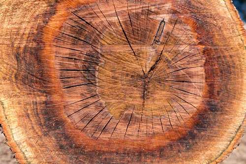 oak Close up of Oak Tree Cross Section 