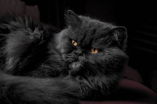 Majestic black cat on sofa board