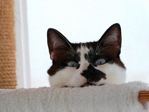 Funny black and white cat behind the sofa