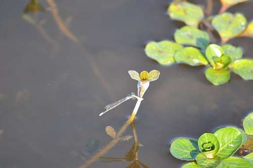 mid-adult-woman Plant, Insect, Mid Lagoon Lake 