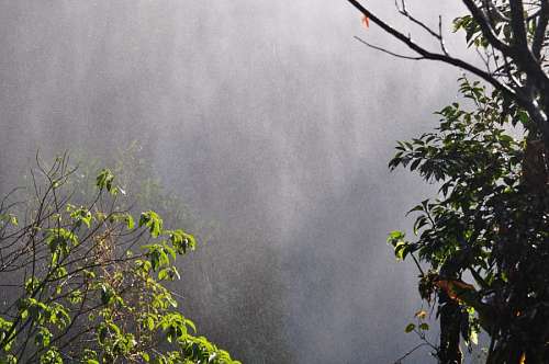 Jungle