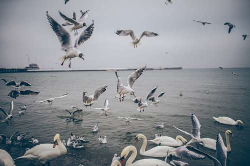 gull 