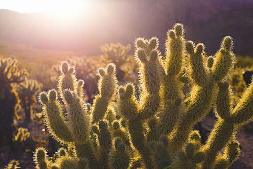 Cactus desert