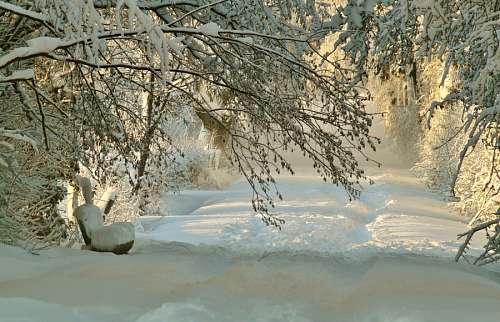 low Winter Landscape