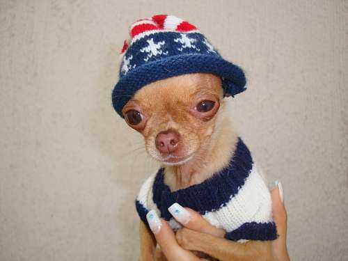 chihuahua 