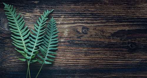 ferns Wooden background
