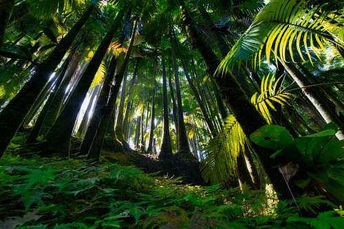Landscape of a lush tropical forest