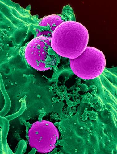 immune-system white blood cells