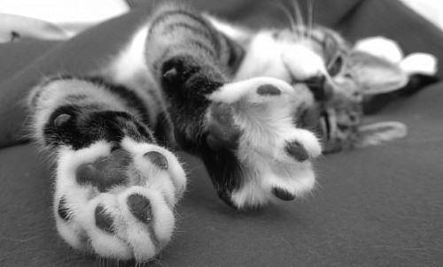 Black and white cat paws