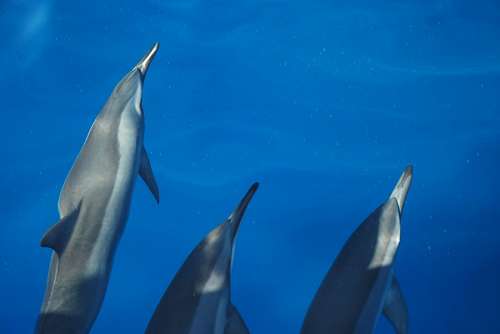 Dolphins