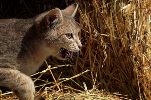  Little wildcat learning to hunt