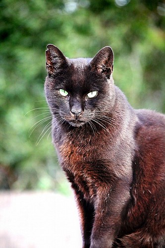 Close-up of black cat