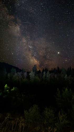 Milky Way Landscape over pine forest