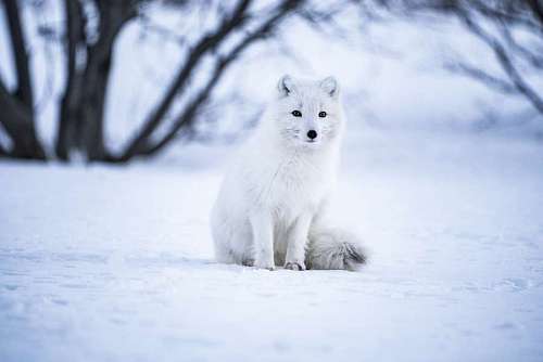 The arctic fox