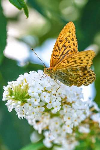 christian-worship Butterfly perched on a white flower in spring