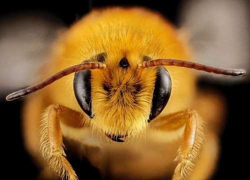macro shot of a hornet a black background