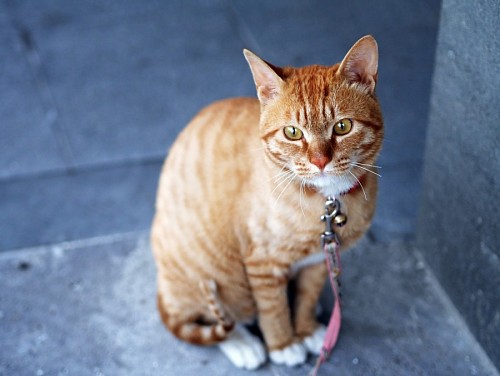 Waiting for the ride with her pink necklace