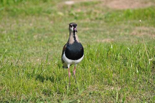 One Animal, Bird, Tero, bird 