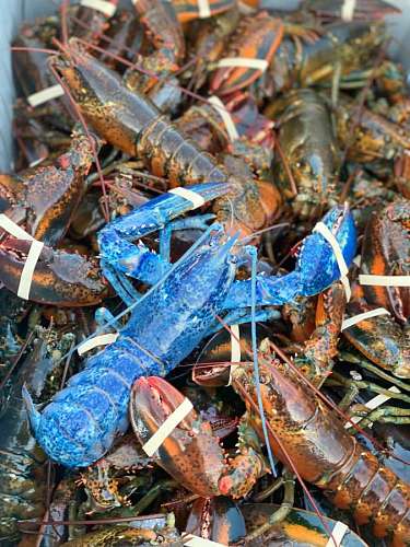 Blue lobster