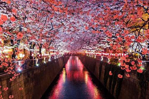 sagano Flowering cherry trees in a river in Japan