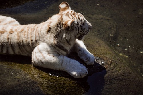 hunter White bengal tiger resting on rock