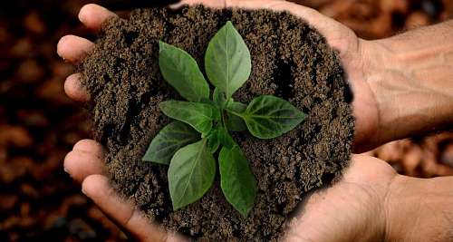 fertilizer 