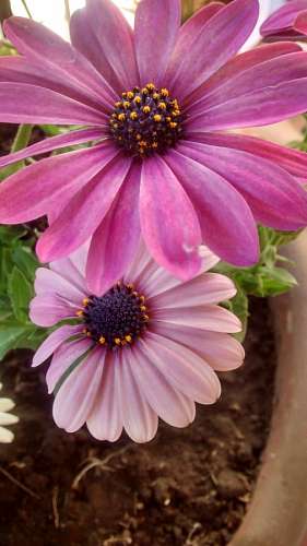 gerbera Flower, flowers, gerberas, garden flower pot 