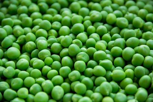 bean-sprouts 