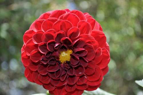 flower, flowers, close-up, red, petal, petals, nat