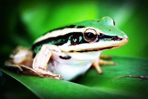 frog Frog