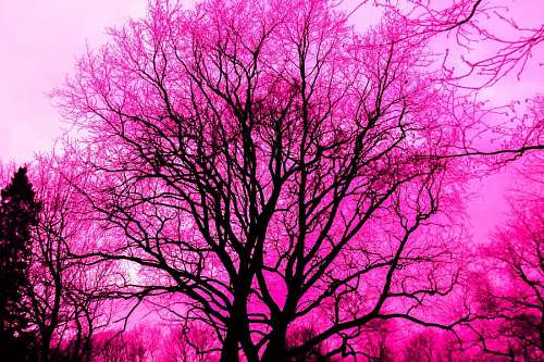 Landscape Photo of Sakura Tree