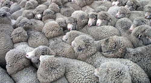 curious-animal lots of sheep tight with each other