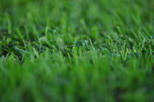 Grass, Green, Texture, Textures 