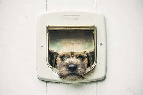 Small dog poking his head out the front door