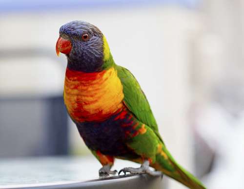 parrot Agapornis whole body