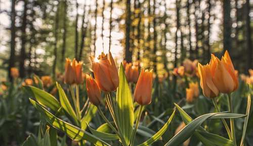 tulips