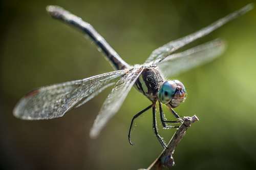 libelula, insecto, naturaleza, macro