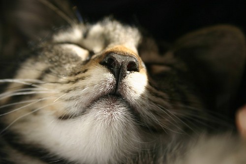  Feline nap