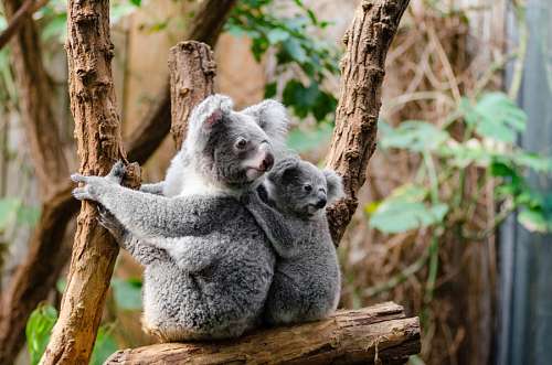 koala koala