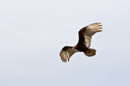 Eagle with outstretched wings