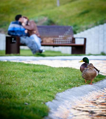 fox  Young people sitting on bench loving